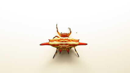Unique marine crustacean showcasing vivid colors and intricate patterns on a neutral background