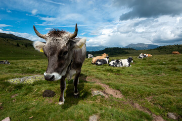 Val Sarentino is a splendid valley in South Tyrol that extends north of Bolzano up to the Pennes...