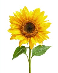 Obraz premium Bright Yellow Sunflower Against White Background