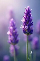 Naklejka premium Close-up of blooming lavender, soft purple hues and delicate petals exuding a calming, mellow aroma Perfect for relaxation, spa, and aromatherapy themes , soothing, herb