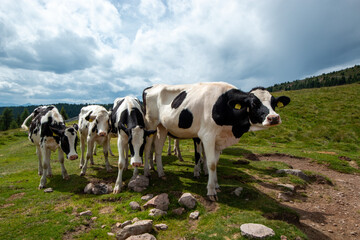 cows grazing Val Sarentino is a splendid valley in South Tyrol that extends north of Bolzano up to the Pennes Pass.