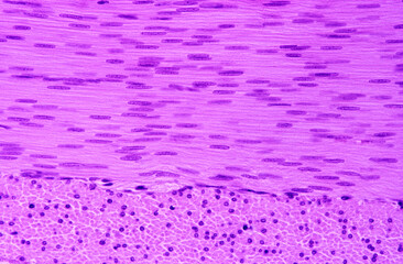 Smooth muscle tissue