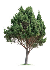 Fototapeta na wymiar PNG Cypress tree isolated illustration photography.
