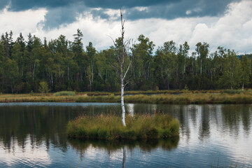 Obraz premium Famous lonely birch tree on small island in national park Sumava, reserve Chalupska slat. Czech republic