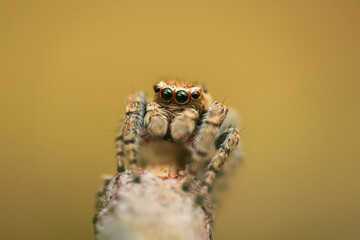 Jumping spider, evarcha falcata sitting on brach. Macro czech animal background