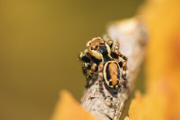 Jumping spider, evarcha falcata sitting on brach. Macro czech animal background