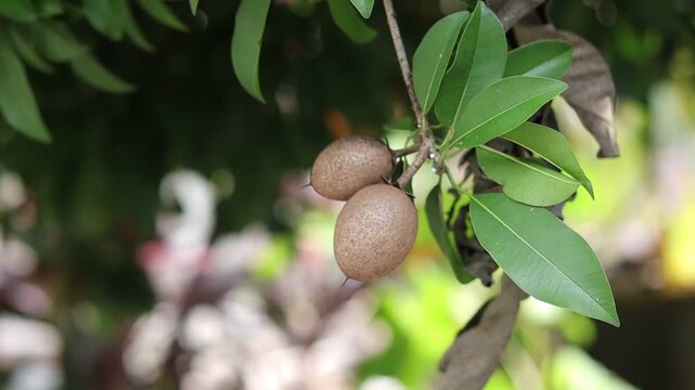 Young brown sapodilla fruit in a round shape hangs from the branches, moving in the wind.