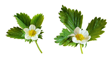 'strawberry blossom isolated on transparent background' © Kenna