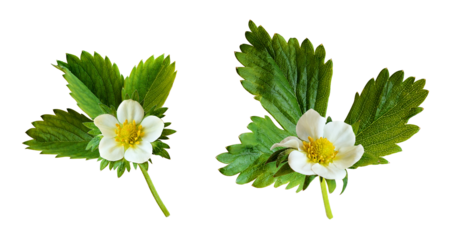 'strawberry blossom isolated on transparent background'