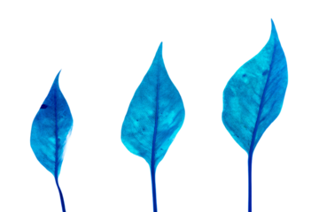 three blue leaves are shown in a row