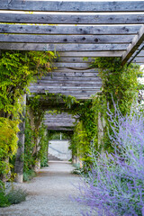 Naklejka premium Pergola overgrown with lush climbing plants. A flowering blue rue in the foreground. The path under the pergola leads into the distance and conveys an impression of depth and tranquillity.