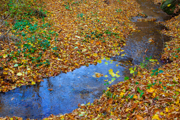 Small stream winds through fallen autumn leaves, creating a picturesque scene. Crisp autumn leaves blanket the forest floor, with a gentle stream flowing through