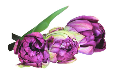 purple tulip flowers on transparent background, close-up