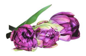 purple tulip flowers on transparent background, close-up