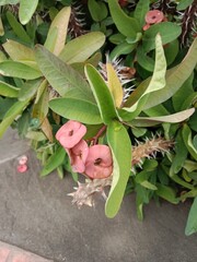 euphorbia milii des moul flower pattern or  Crown of Thorns flower pattern 