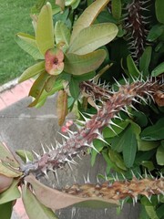 euphorbia milii des moul flower pattern or  Crown of Thorns flower pattern 