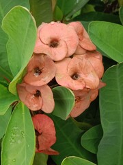 euphorbia milii des moul flower pattern or  Crown of Thorns flower pattern 