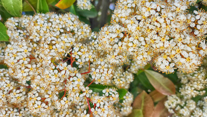 Photinia plant has white flowers and red and green-toned leaves