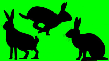 Rabbit Wild animal Silhouette on a green background
