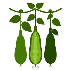 A silhouette image of a loofah guard or sponge guard, a type of tropical plant