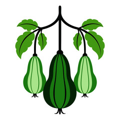 A silhouette image of a loofah guard or sponge guard, a type of tropical plant