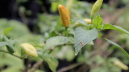 The chili fruit is starting to ripen when a yellow to orange color appears on the fruit.