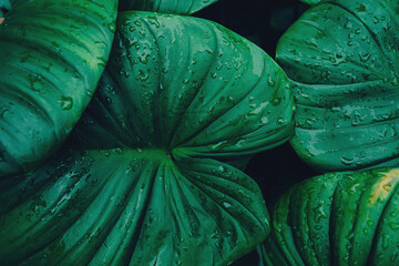 Fototapeta premium abstract tropical leaf textures on dark tone, natural green background.