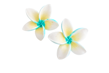 two white and blue flowers on a white surface