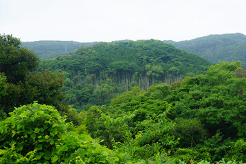 Dense jungle foliage as seen at the Saikai National Park's Kujukushima Islands, also called the 99 Islands, near Sasebo, Japan on a dark, rainy morning