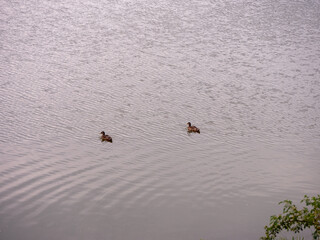 Two wild ducks swimming peacefully on a calm lake surface with gentle ripples and natu