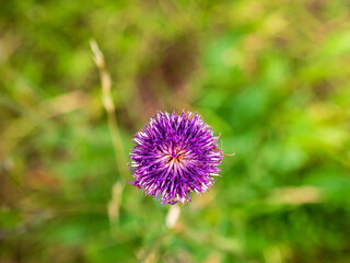 Top view of a purple thistle flower in bloom on a blurred green meadow background. Summer wild plant in Slovakia.