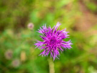 Macro of blooming purple thistle (Centaurea) flower in meadow near Vrbov, Slovakia. Sharp detail of flower with blurred green background, natural summer flora.
