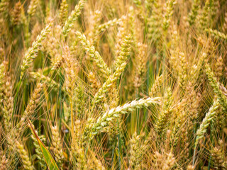 Close-up of golden wheat ears in a field during summer. The ripening grain shows detail of the spikes and awns, ideal for agriculture and farming-related content.