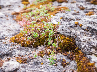 Small plants and moss growing between cracks in limestone rock in Slovakia. Natural detail of dry and rocky mountain habitat
