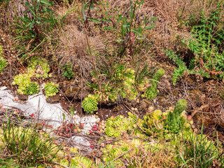 Succulent plants growing on rocky ground with dry grass in Slovakia. Some Sempervivum show tall flower stalks, ready to bloom.