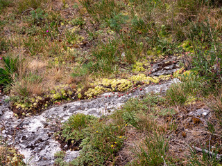 Succulent plants growing on rocky ground with dry grass and wild plants in Slovakia. Natural habitat for Sempervivum in summer.
