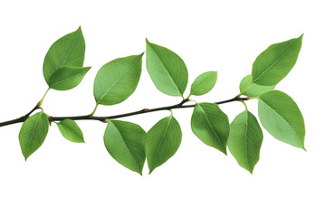 Fototapeta premium A delicate branch with vibrant green leaves showcasing intricate vein patterns isolated on transparent background