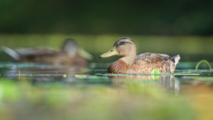 Fototapeta premium Anas Platyrhynchos aka wild or mallard duck female on the pond. Common waterfowl bird in Czech republic.