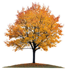 PNG An autumn tree isolated sycamore colorful.