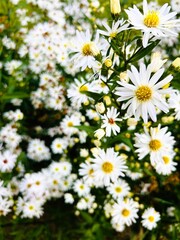 white daisies in a garden