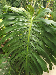Tropical monstera plant with large, glossy leaves with characteristic cuts. Close-up of a green leaf