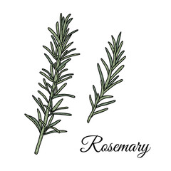 Rosemary Herb Clipart — Hand Drawn Vector Botanical Illustration