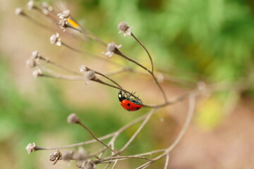 A small red ladybug on a wildflower. Nature.