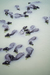 buffaloes relaxing in water, buffalo cooling in pond, bathing buffaloes rural life, livestock bathing in summer, water buffalo top view stock photo.





