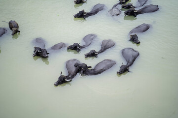 buffaloes relaxing in water, buffalo cooling in pond, bathing buffaloes rural life, livestock...