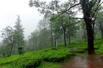 Obraz premium Misty tea plantation, rain-drenched landscape. Lush greenery and fog