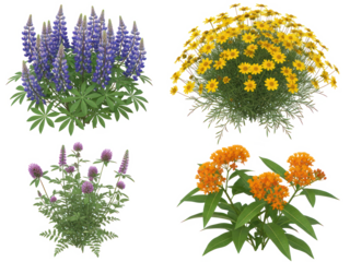 Set of vibrant native wildflowers isolated on transparent background, including lupine, coreopsis, clover, and butterfly weed