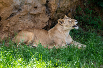 female lion cub