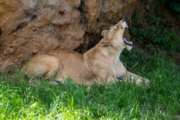lion cub in the grass