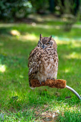 great horned owl